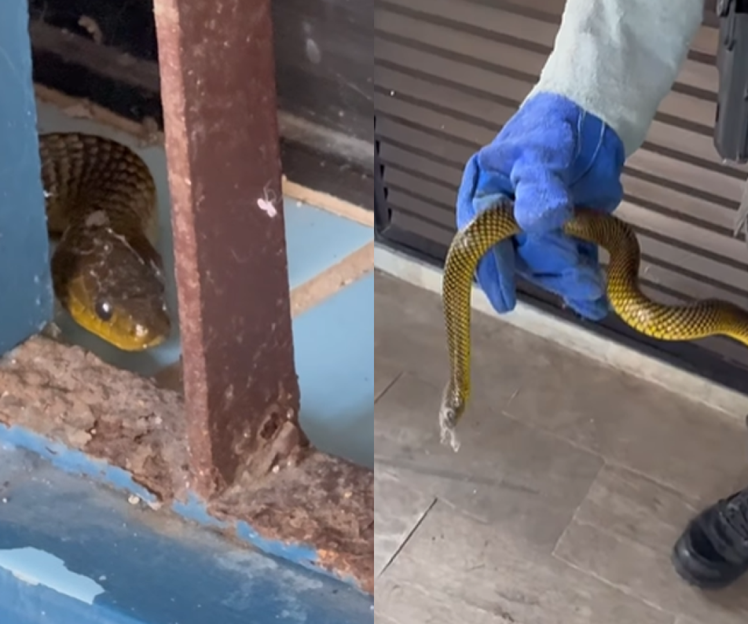 Na última terça-feira (19), moradores do bairro Jardim Guaiúba, em Guarujá, levaram um susto ao encontrarem uma serpente ao lado da porta...