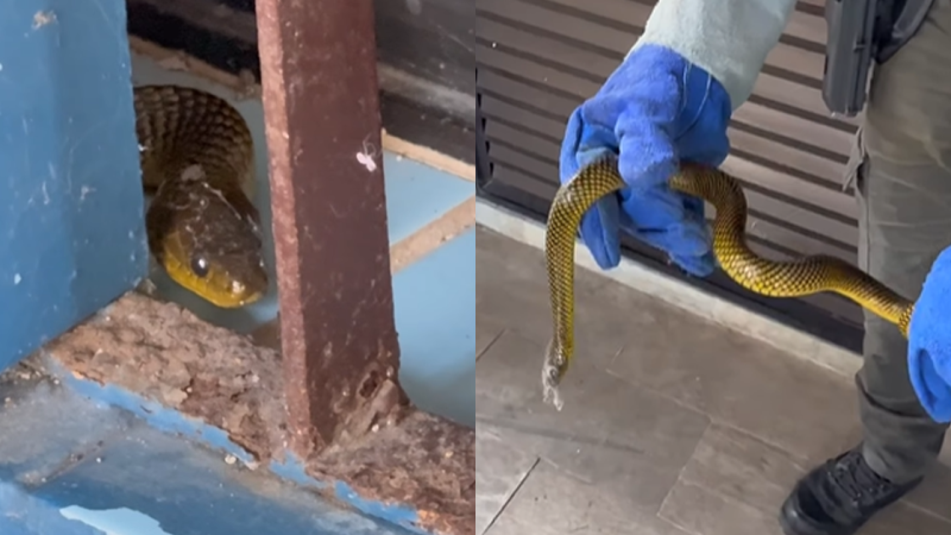 Na última terça-feira (19), moradores do bairro Jardim Guaiúba, em Guarujá, levaram um susto ao encontrarem uma serpente ao lado da porta...