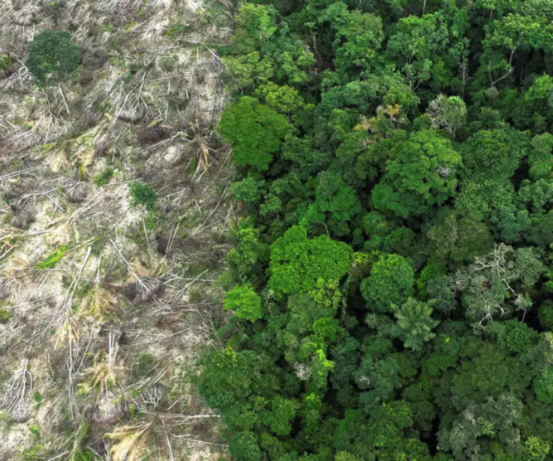 O período de estiagem na Amazônia brasileira está mais severo e a temperatura da floresta aumentou 2 graus entre 1985 e 2020...