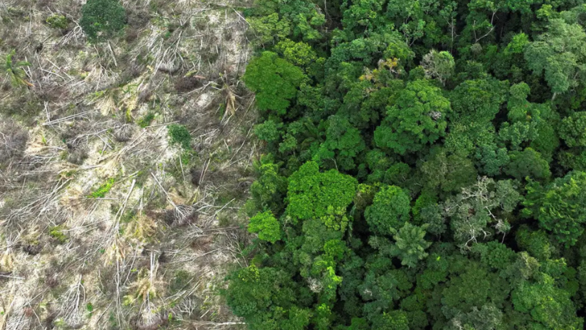 O período de estiagem na Amazônia brasileira está mais severo e a temperatura da floresta aumentou 2 graus entre 1985 e 2020...