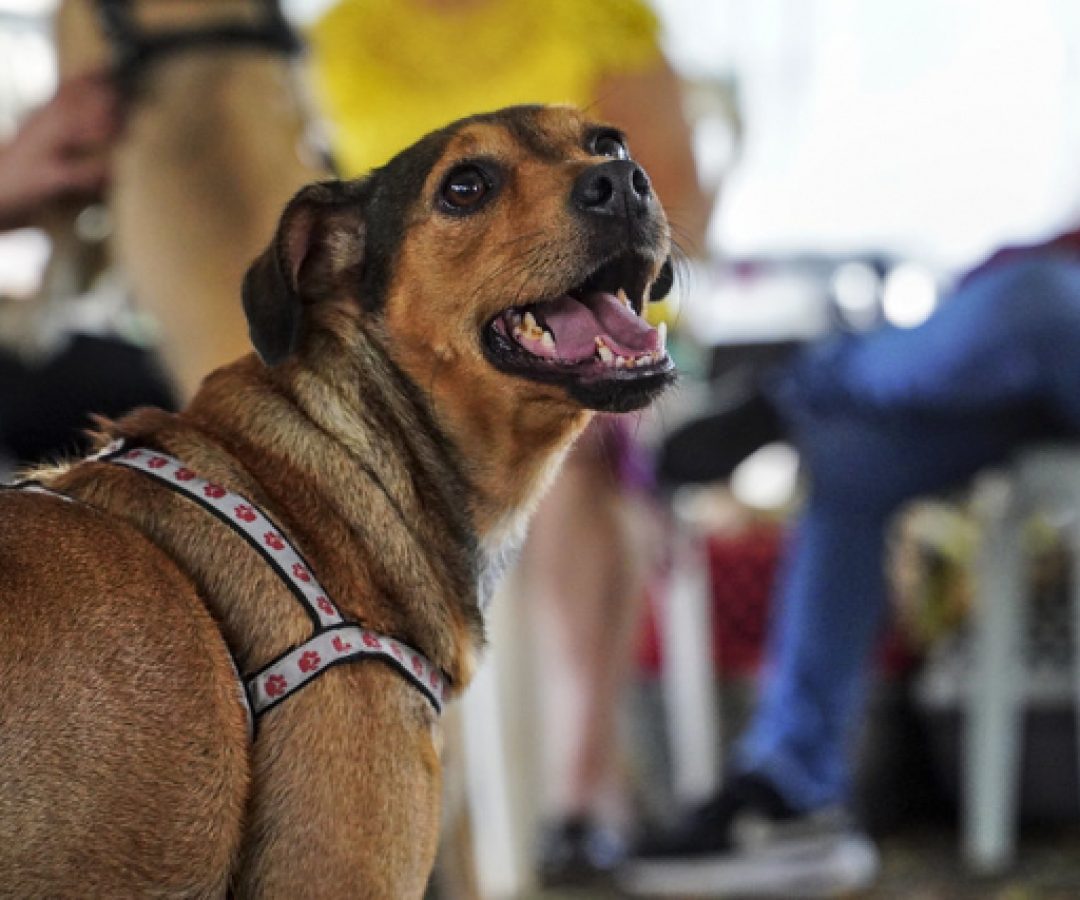 (foto: divulgação/ PMMG)