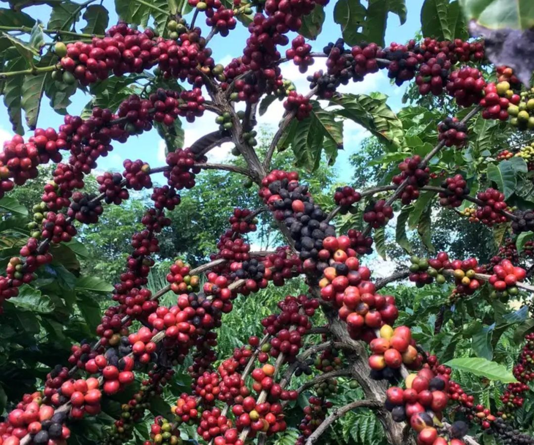 exportação de café