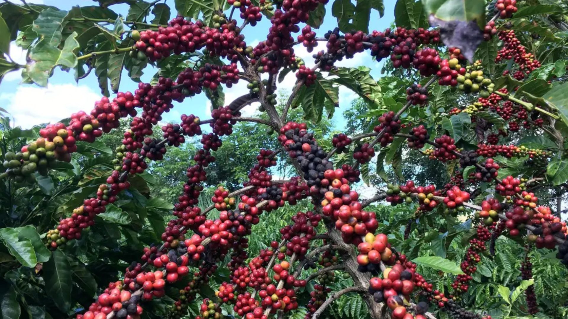 exportação de café