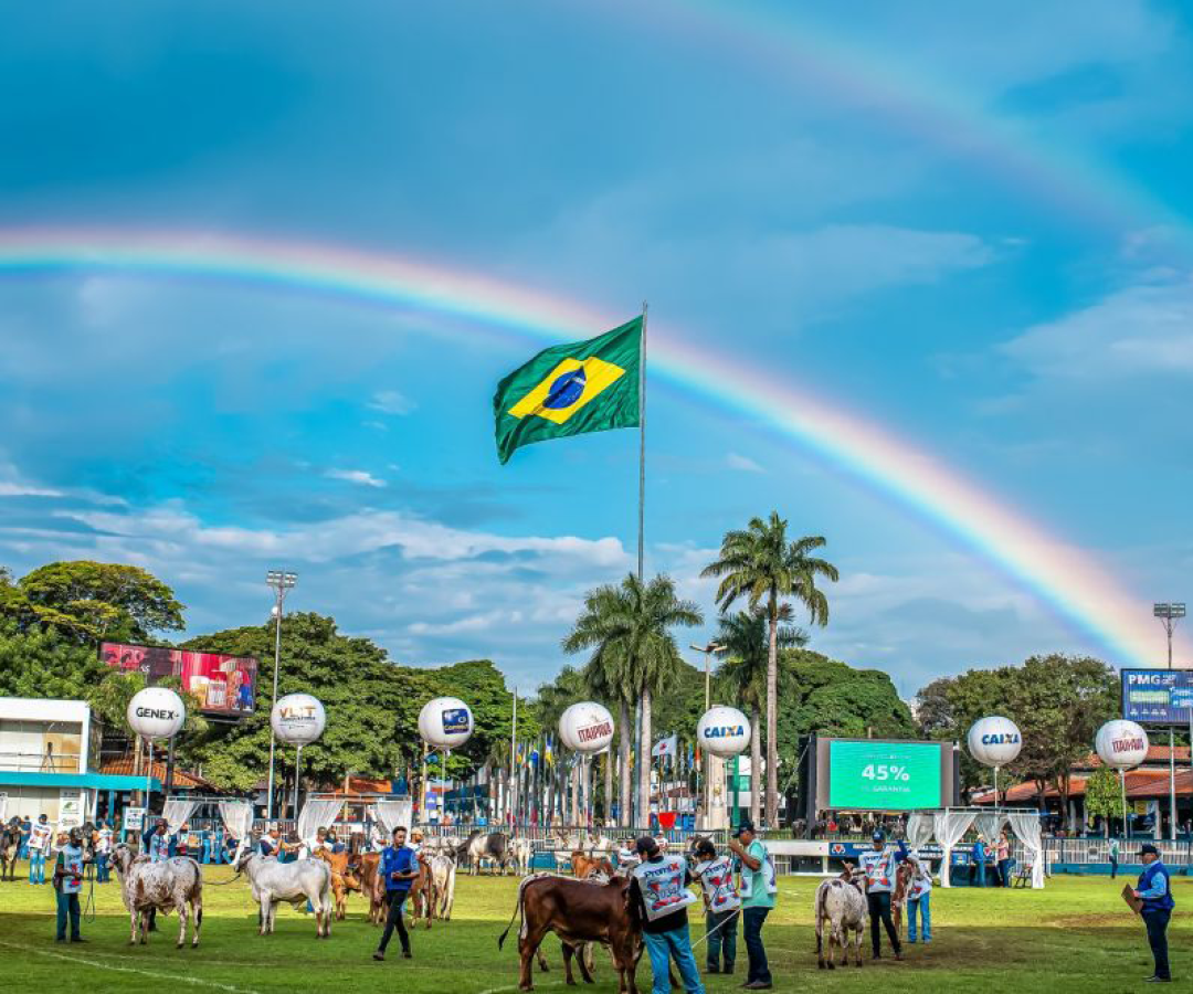 Somente no feriado do Dia do Trabalhador, seis pregões agitaram o mercado de genética zebuína (foto: divulgação/ABCZ)