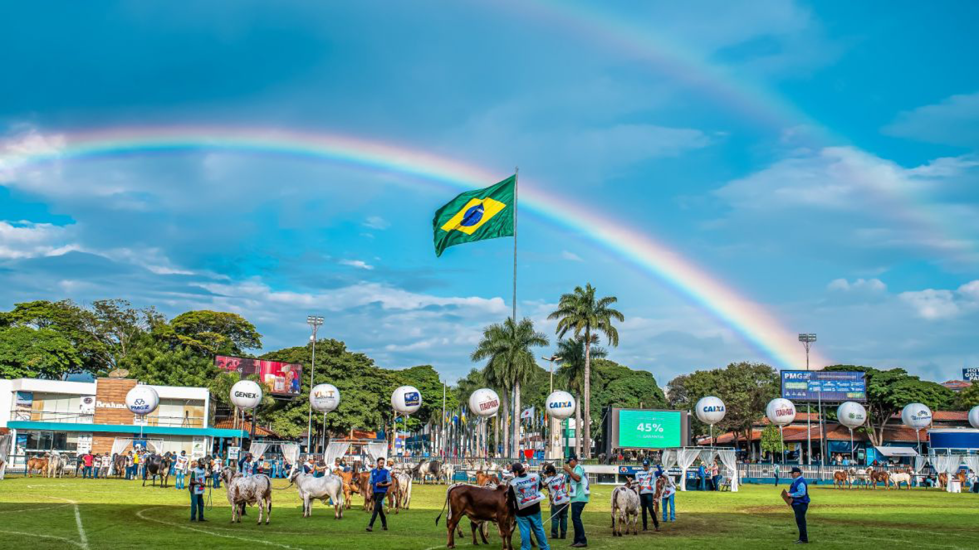 Somente no feriado do Dia do Trabalhador, seis pregões agitaram o mercado de genética zebuína (foto: divulgação/ABCZ)
