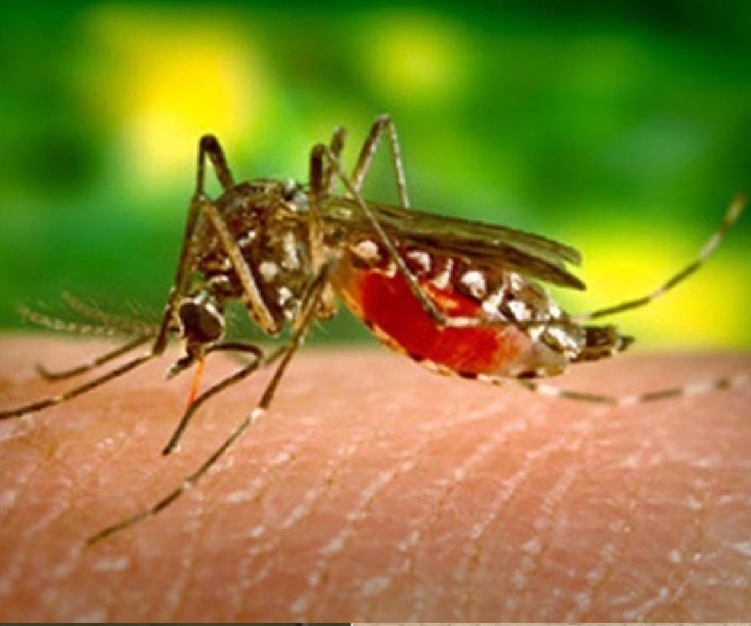 foto dengue 26 11 25