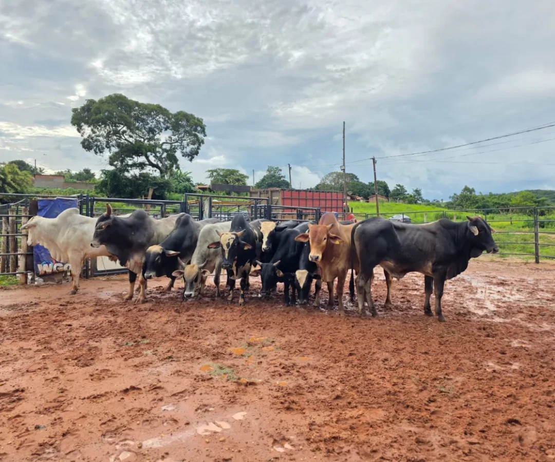 (foto: divulgação/ PCMG)