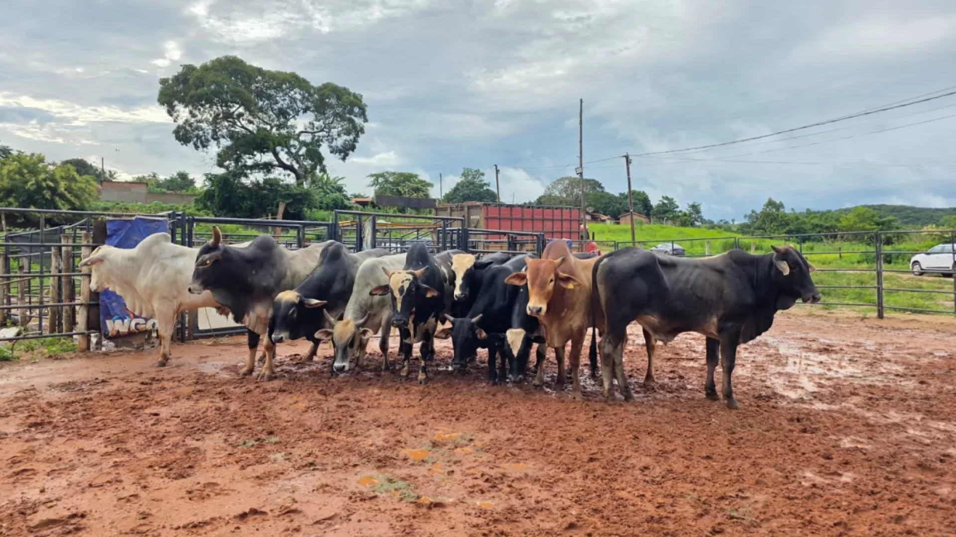 (foto: divulgação/ PCMG)
