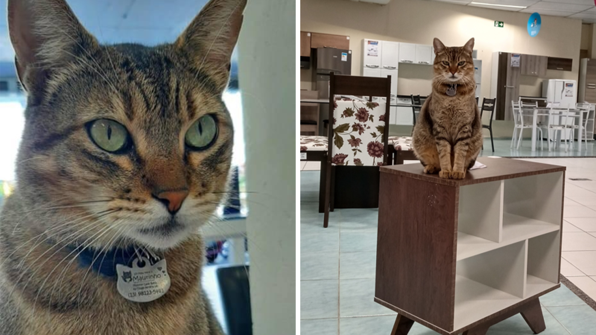 gato casas bahia