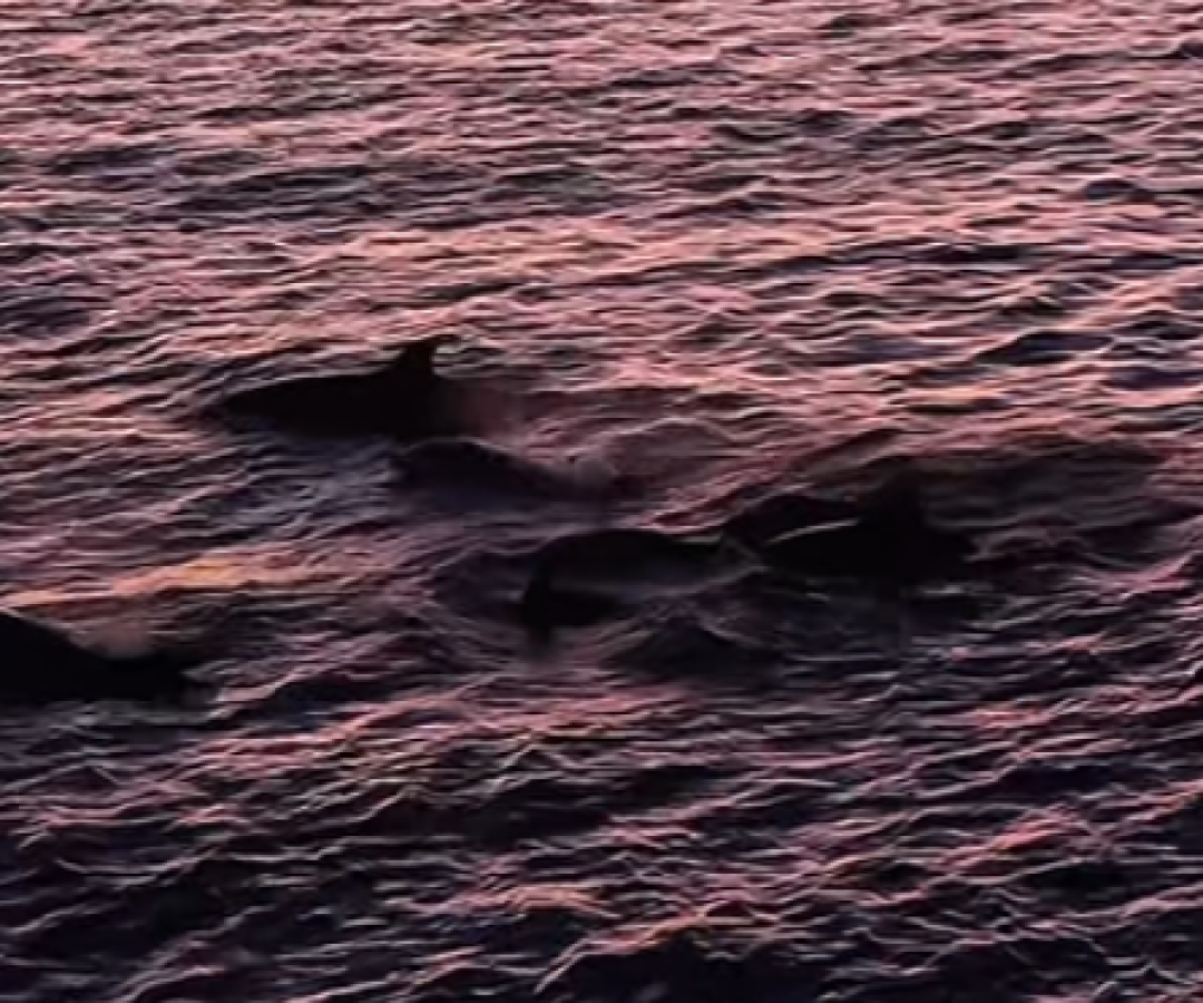 Golfinhos-nariz-de-garrafa animam pôr do sol em Arraial do Cabo