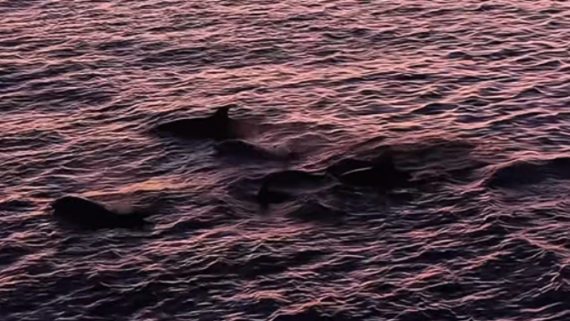 Golfinhos-nariz-de-garrafa animam pôr do sol em Arraial do Cabo
