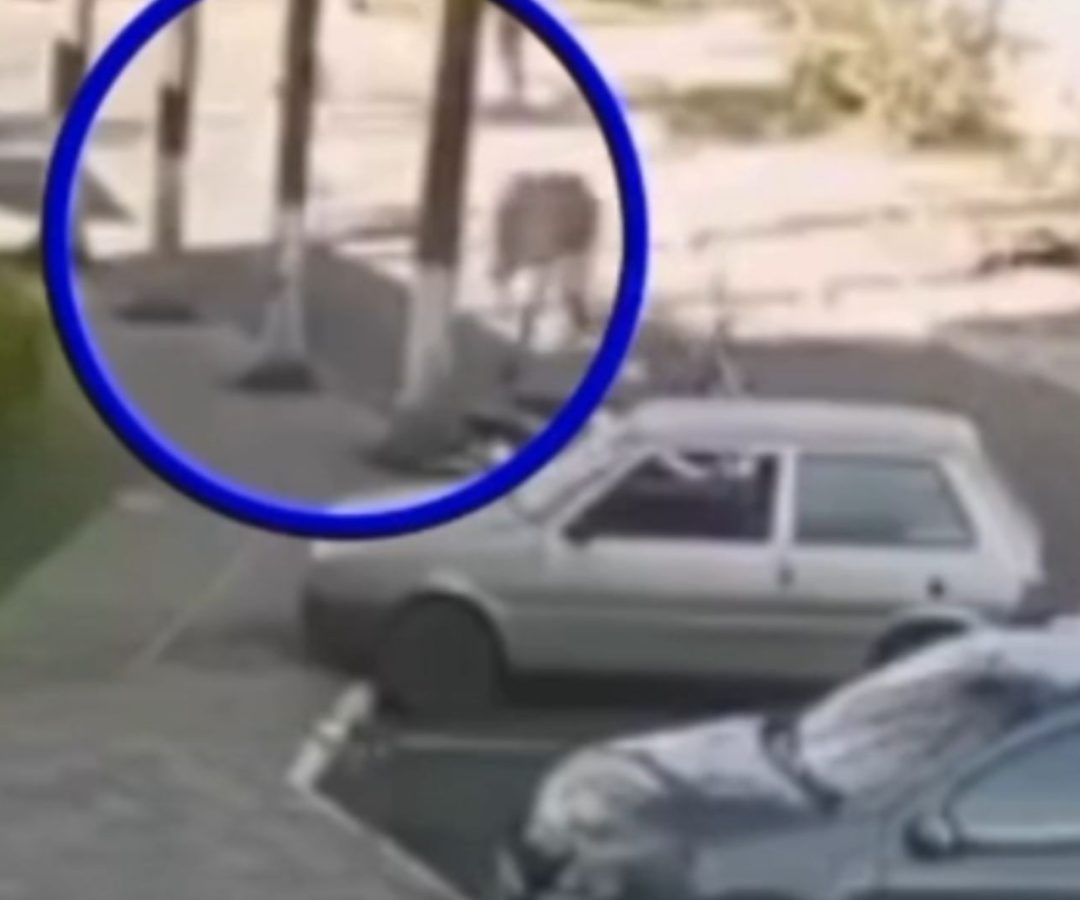 homem atropelado por boi