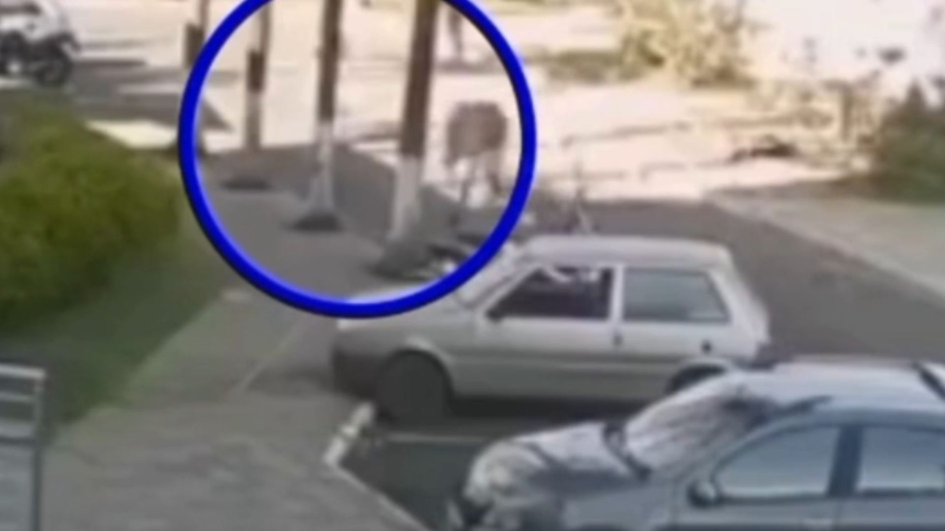 homem atropelado por boi