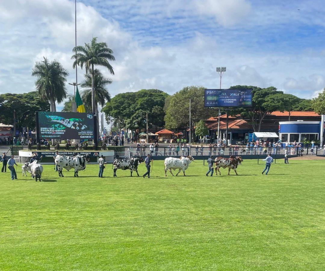 julgamento racas zebuinas