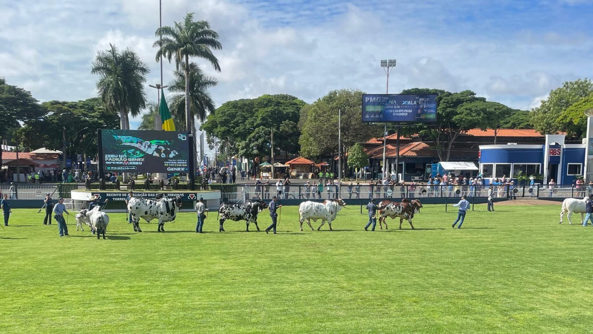 julgamento racas zebuinas