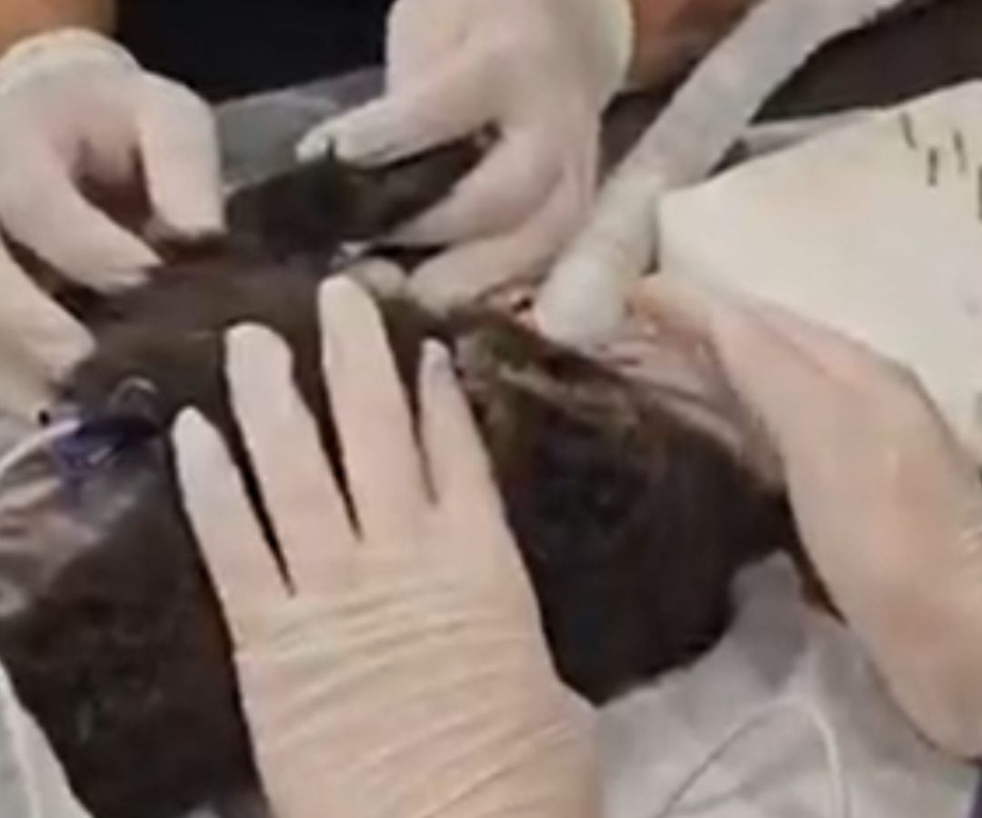 macaca-prego segura mão de veterinário
