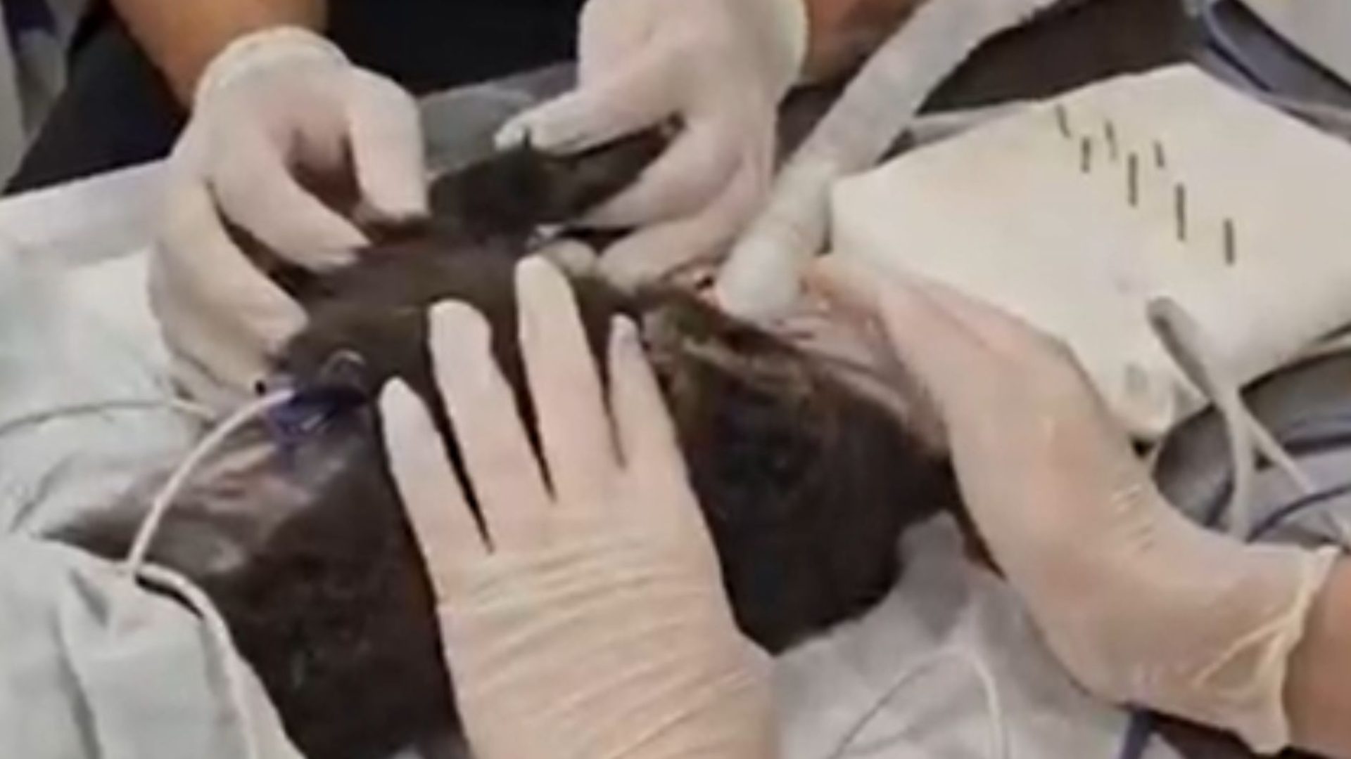 macaca-prego segura mão de veterinário