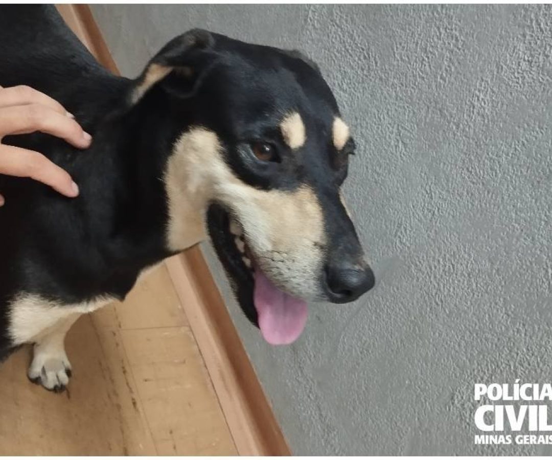 Cachorrinho foi recebido pela escrivã da PC em Uberaba (ASCOM/PCMG)