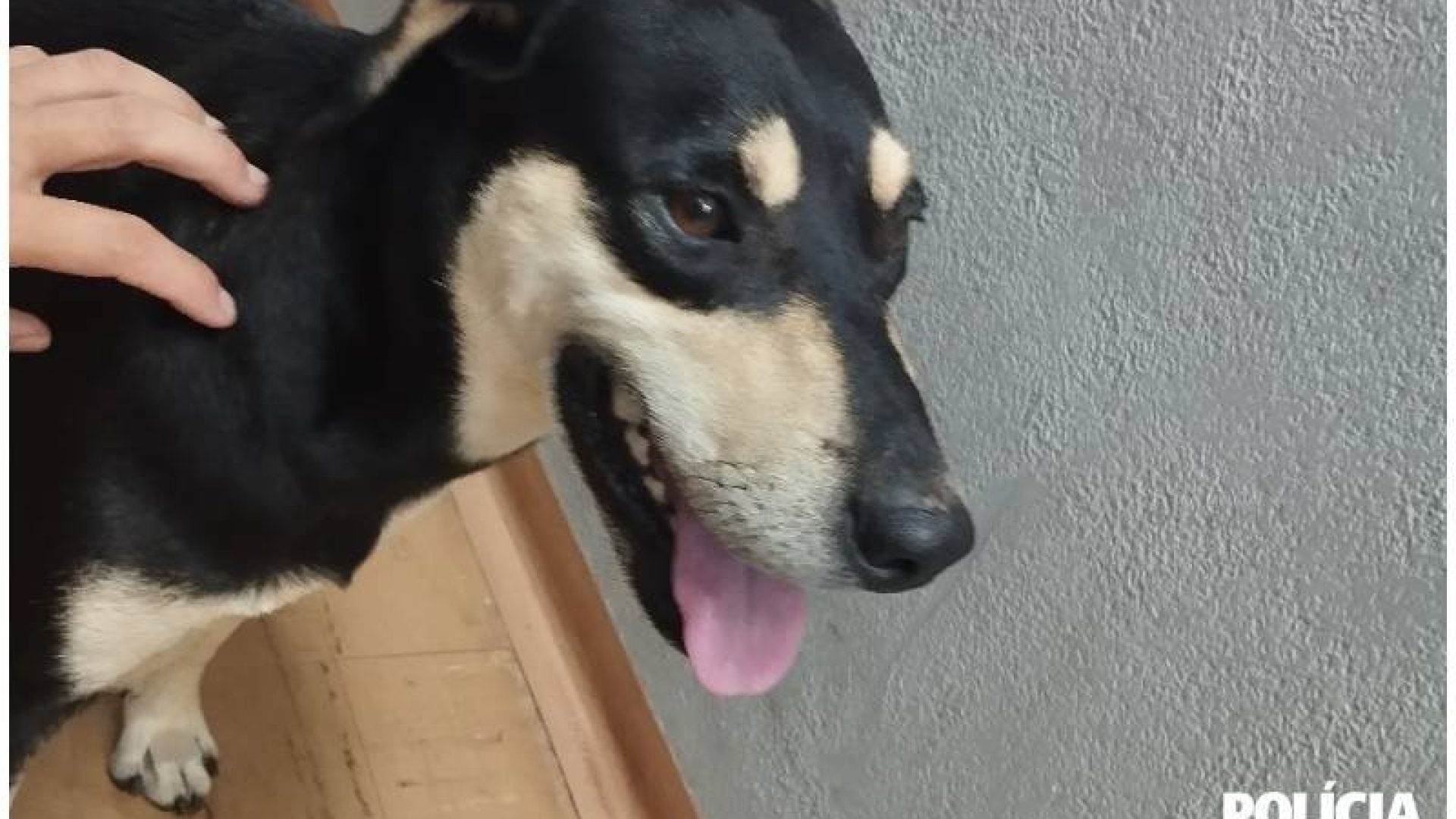 Cachorrinho foi recebido pela escrivã da PC em Uberaba (ASCOM/PCMG)