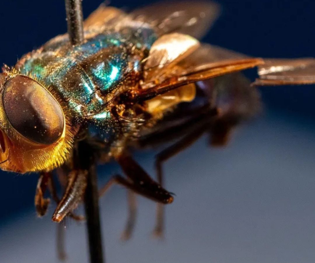 mosca-da-bicheira do Novo Mundo