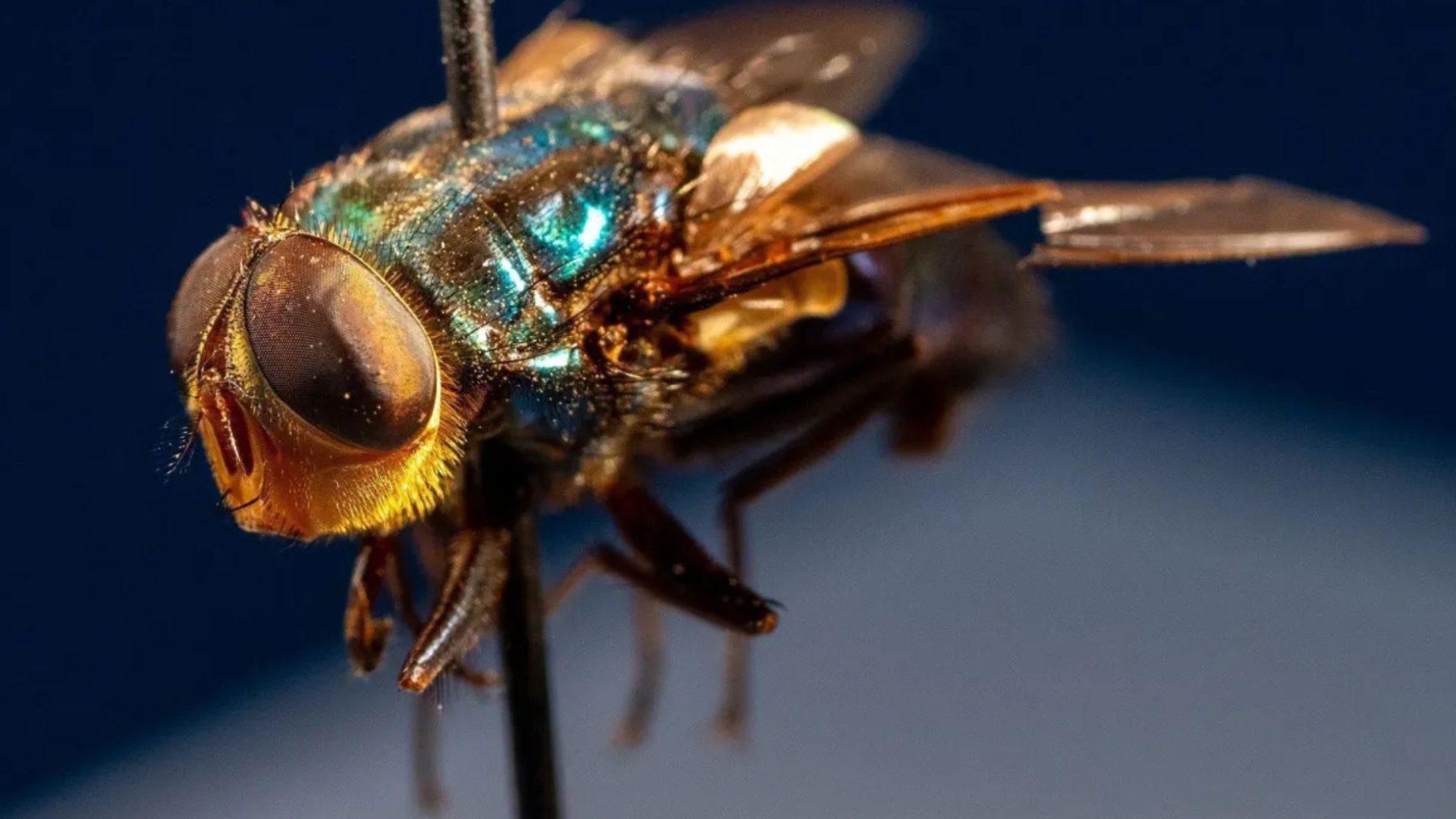 mosca-da-bicheira do Novo Mundo