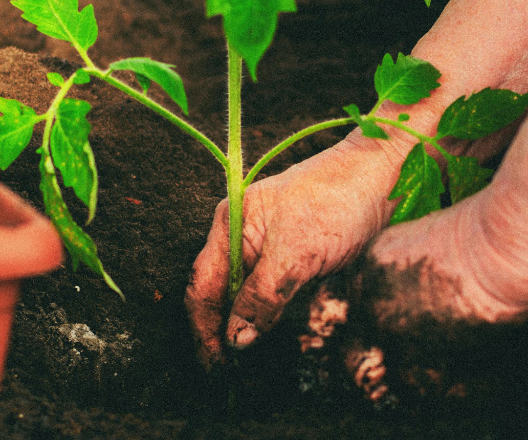 muda de planta Foto de Tamara Elnova: https://www.pexels.com/pt-br/foto/mulher-de-meia-idade-plantando-mudas-de-tomate-em-uma-estufa-12113255/