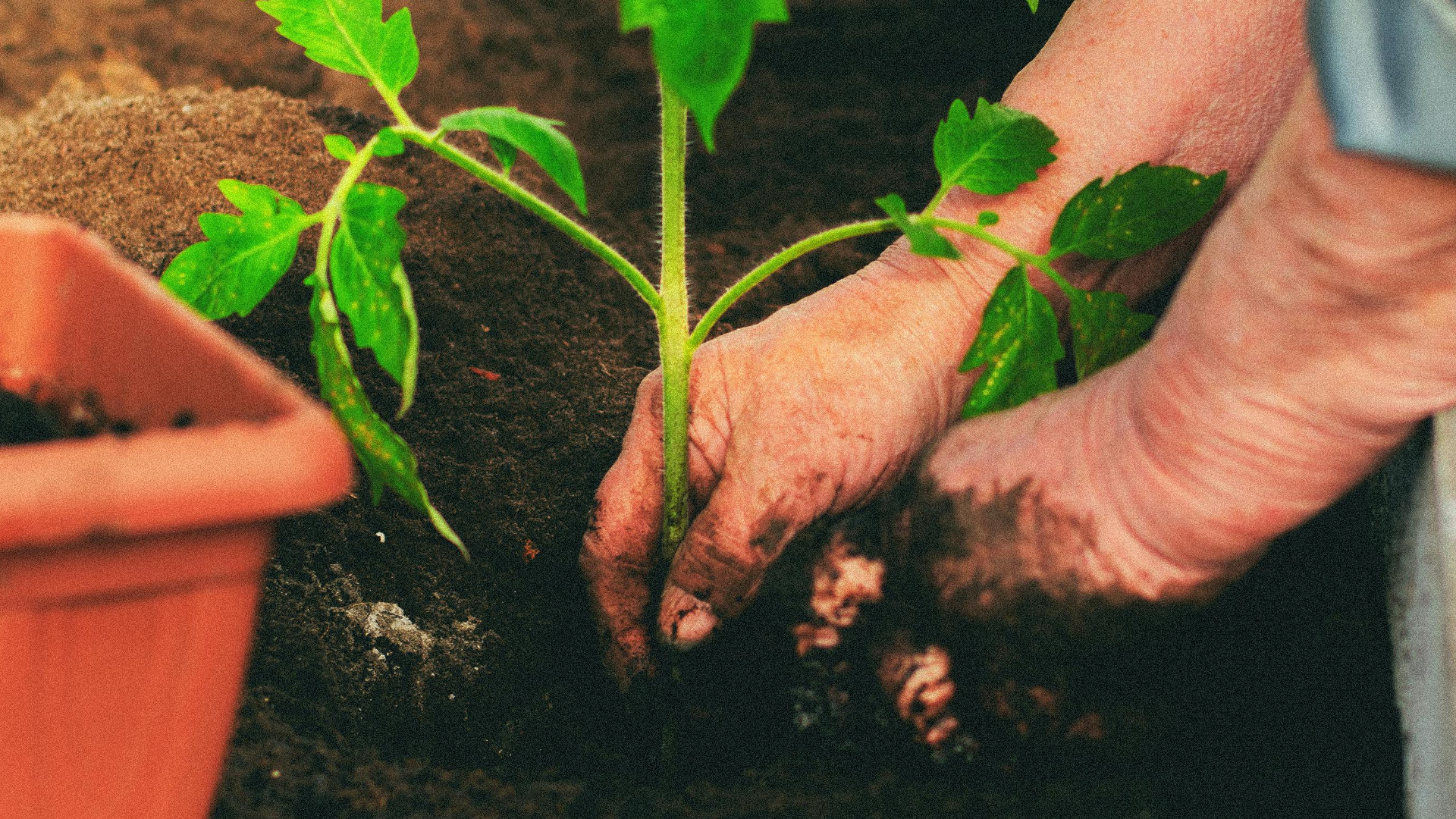 muda de planta Foto de Tamara Elnova: https://www.pexels.com/pt-br/foto/mulher-de-meia-idade-plantando-mudas-de-tomate-em-uma-estufa-12113255/