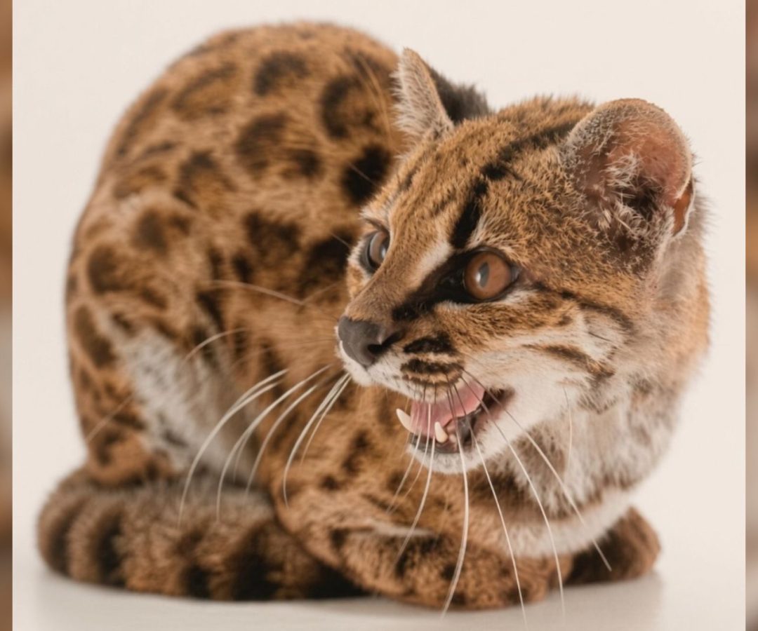 nova espécie de gato