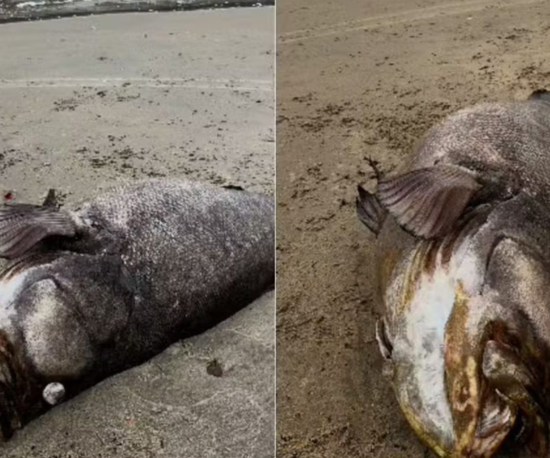 peixe mero de 2 metros