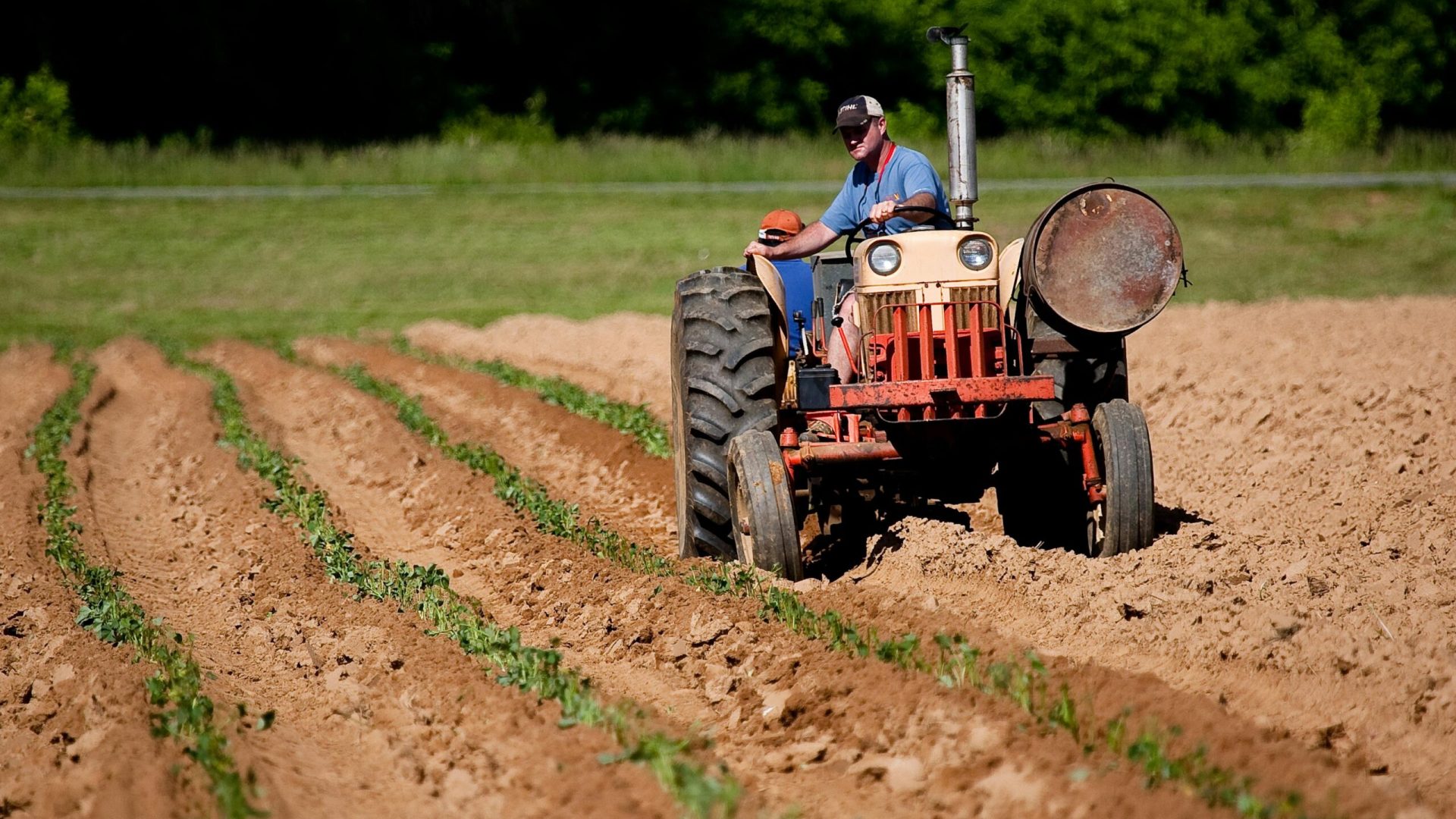 Foto mostrando pequeno agricultor (Foto de Mark Stebnicki: https://www.pexels.com/pt-br/foto/homem-andando-de-trator-vermelho-no-campo-2252618/)