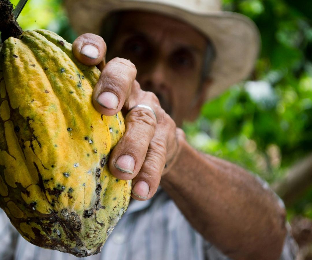 Homem colhendo cacau (Foto de Pixabay: https://www.pexels.com/pt-br/foto/homem-colhendo-cacau-amarelo-50707/)