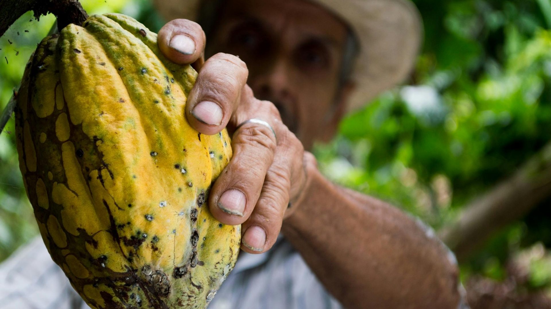 Homem colhendo cacau (Foto de Pixabay: https://www.pexels.com/pt-br/foto/homem-colhendo-cacau-amarelo-50707/)