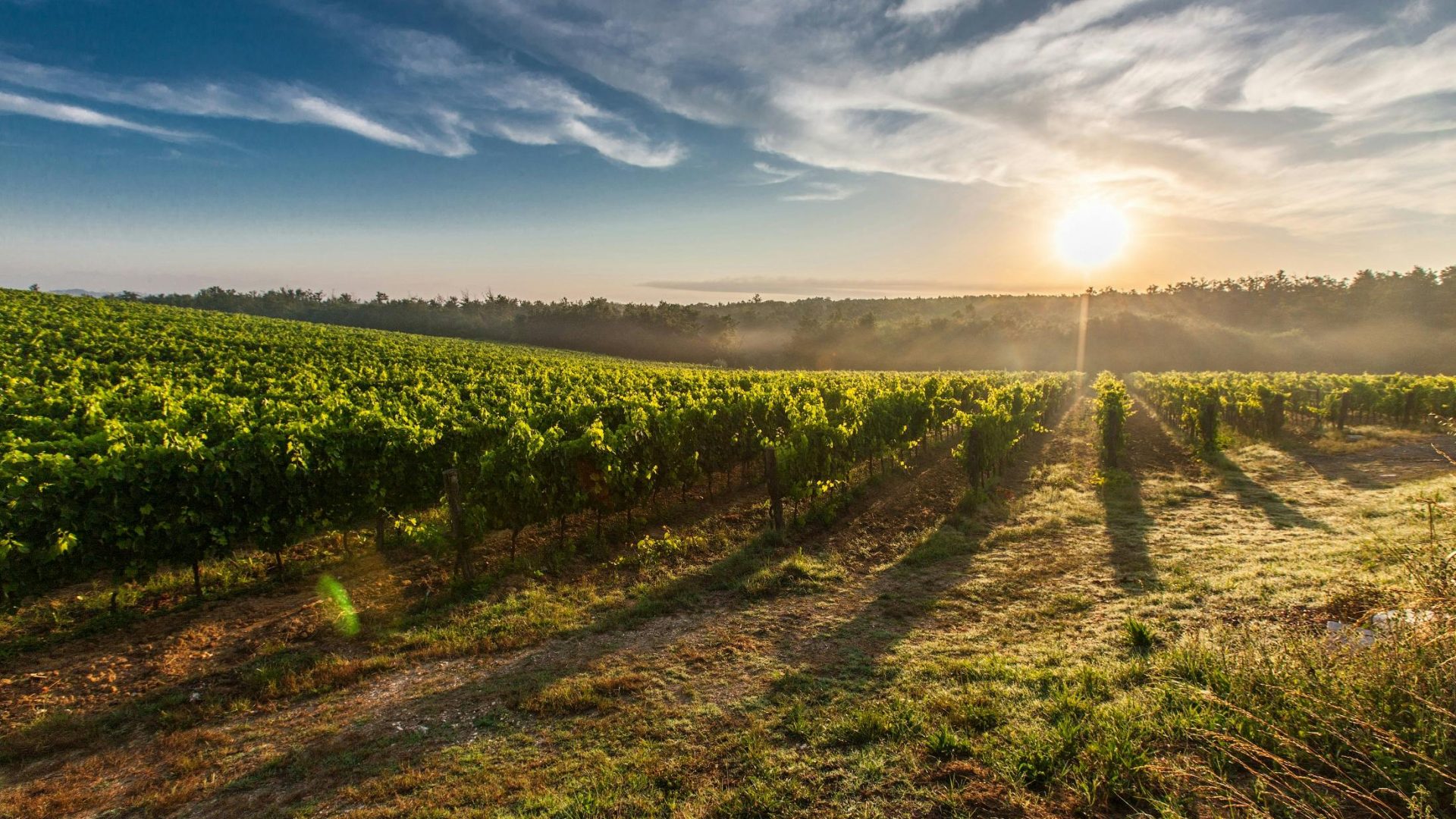 vinhedo (Foto de Pixabay: https://www.pexels.com/pt-br/foto/fazenda-durante-o-por-do-sol-51947/)