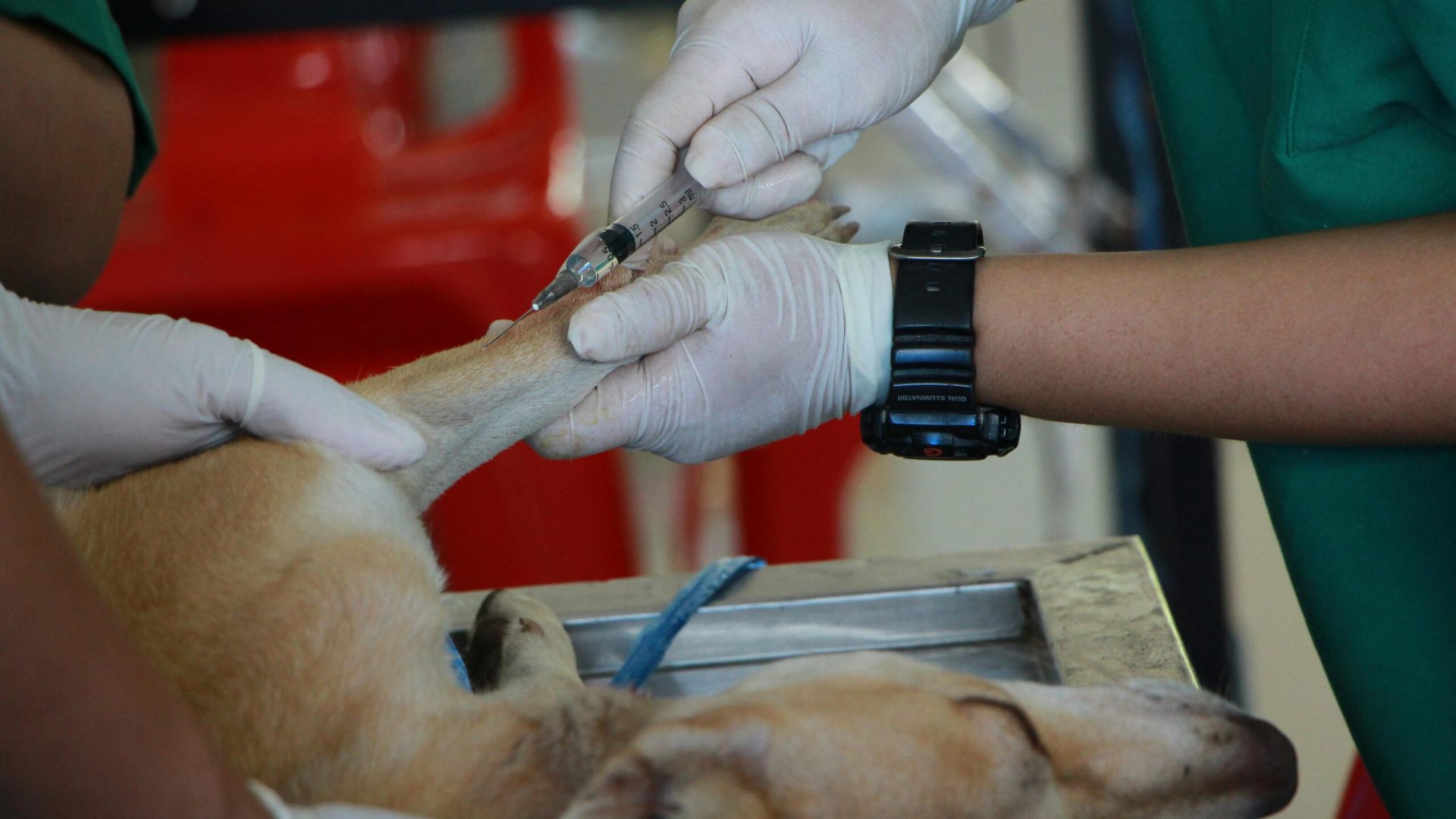 cão recebendo atendimento veterinário (Foto de Pranidchakan Boonrom: https://www.pexels.com/pt-br/foto/veterinario-vacinando-adulto-tan-pit-bull-terrier-1350591/)