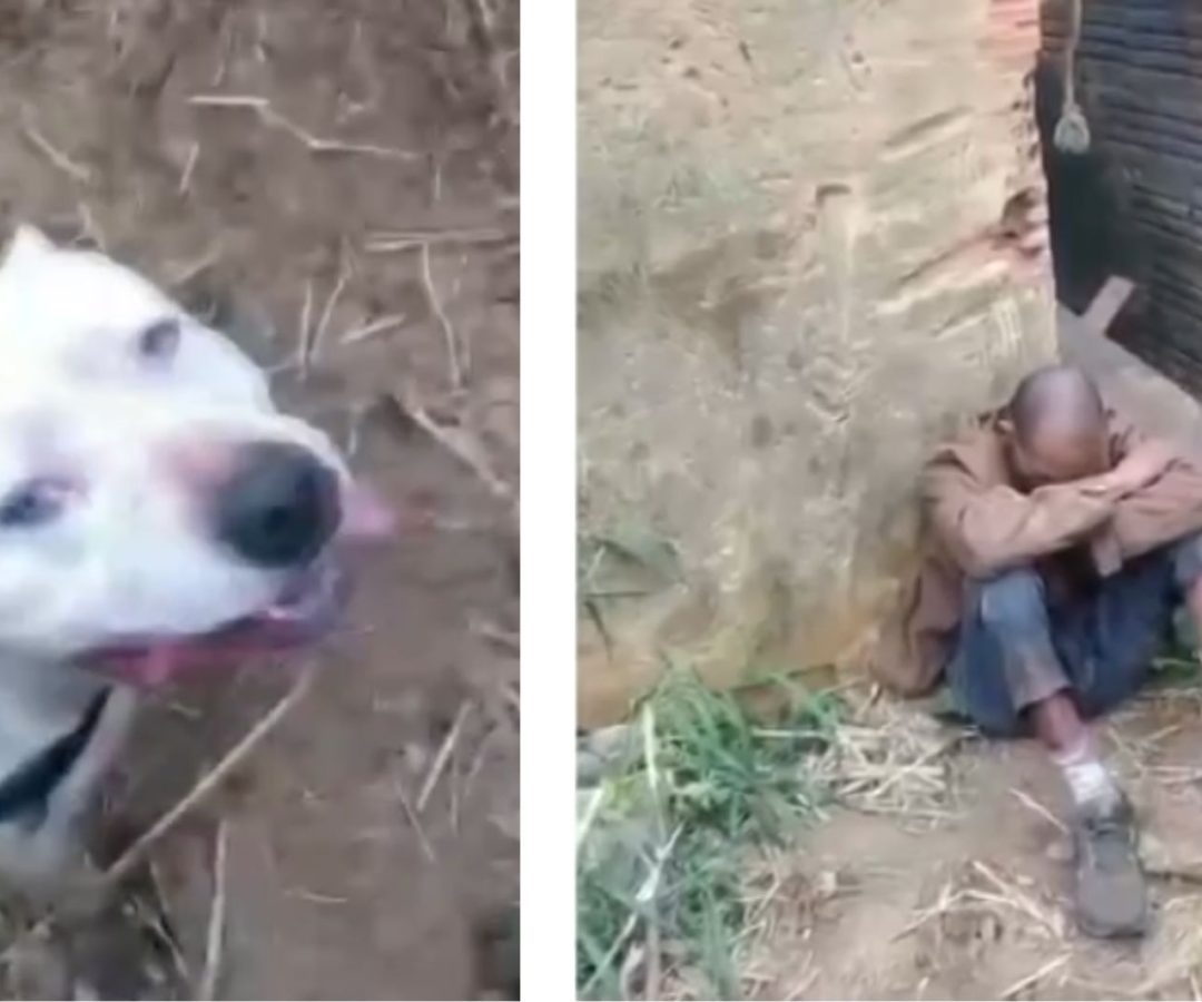 pitbull impede invasão em Franca