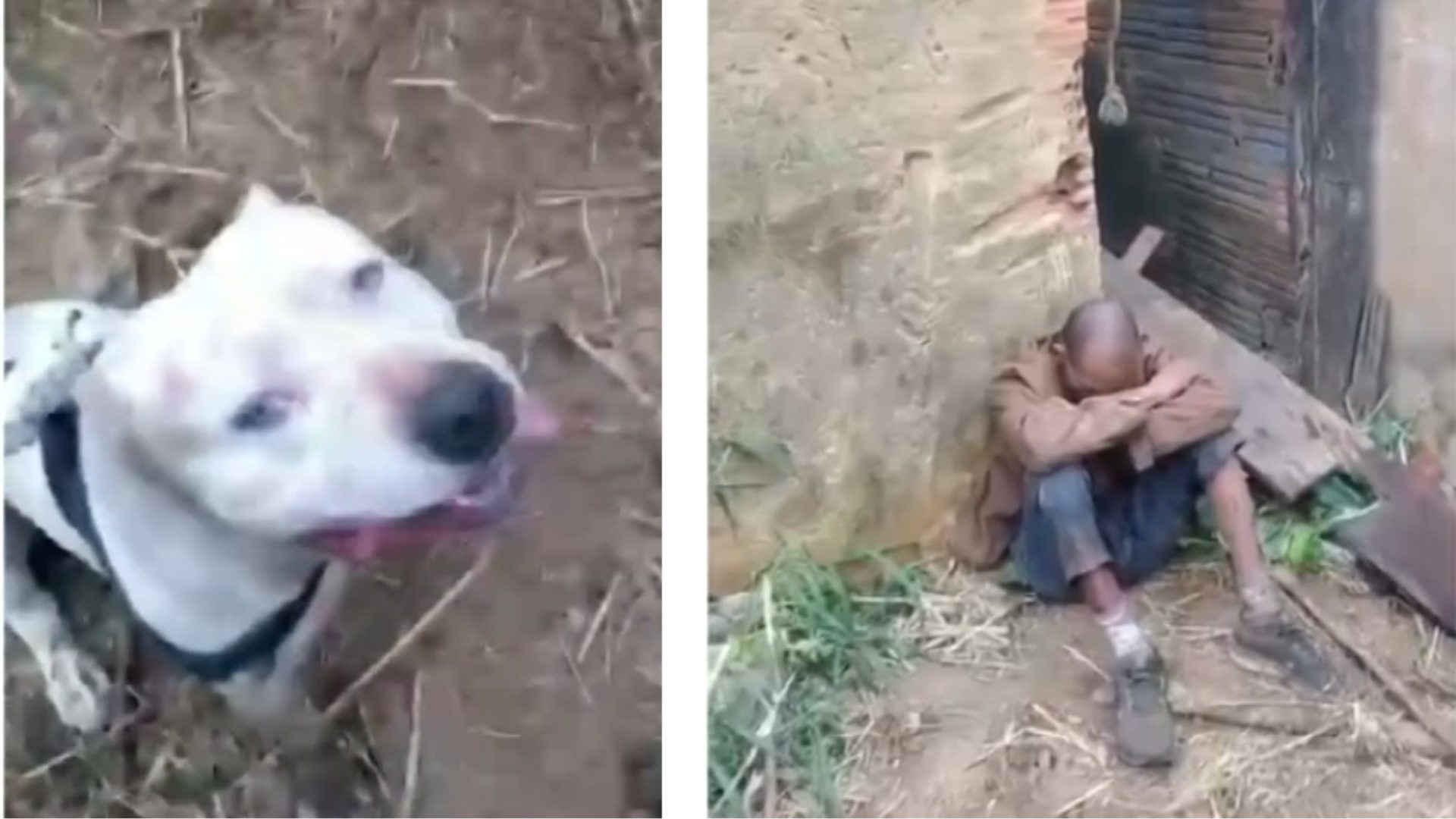 pitbull impede invasão em Franca