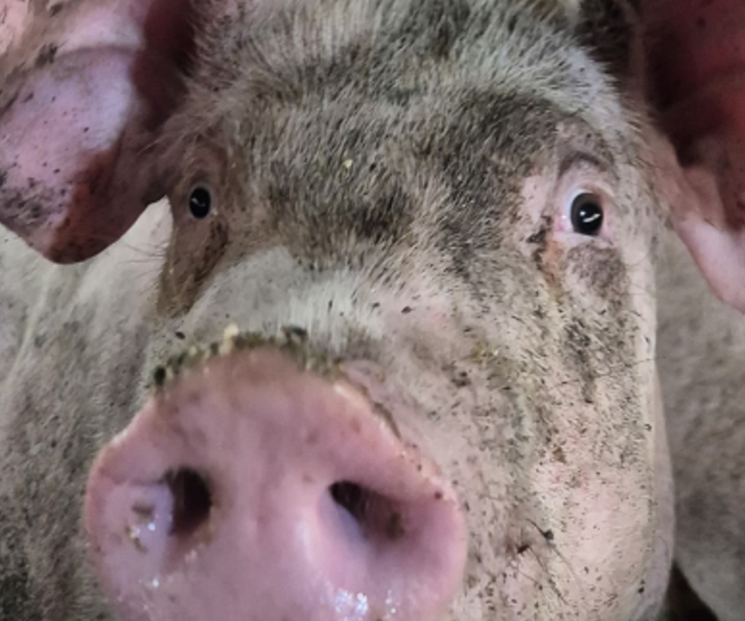 Porco de rebanho suíno em Minas Gerais (foto: divulgação/IMA)