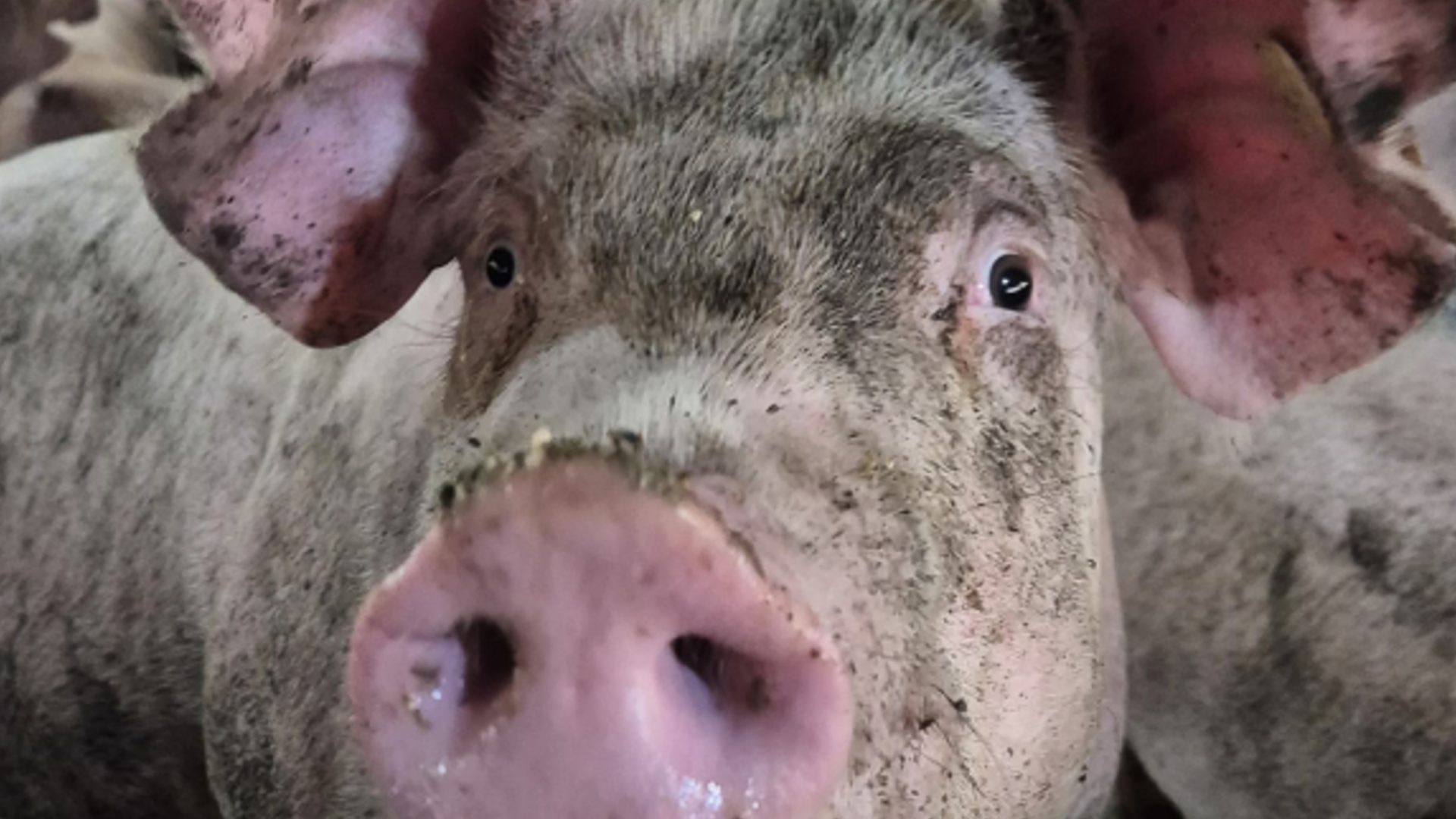 Porco de rebanho suíno em Minas Gerais (foto: divulgação/IMA)