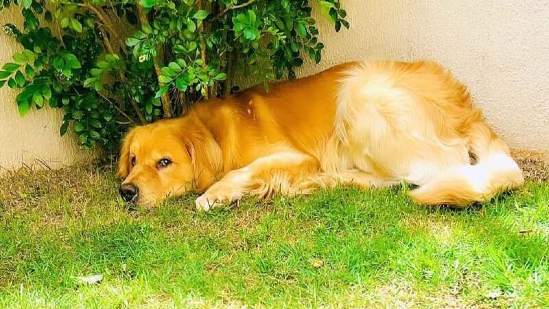 senado-aprova-lei-joca