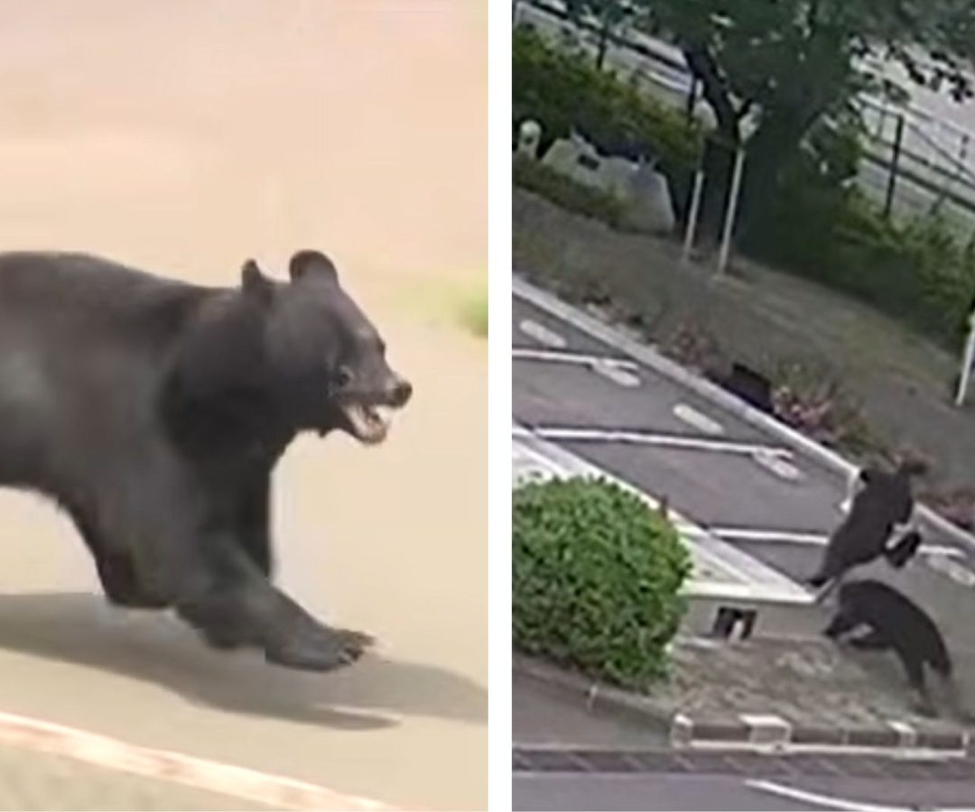 urso ataca pessoas no Japão