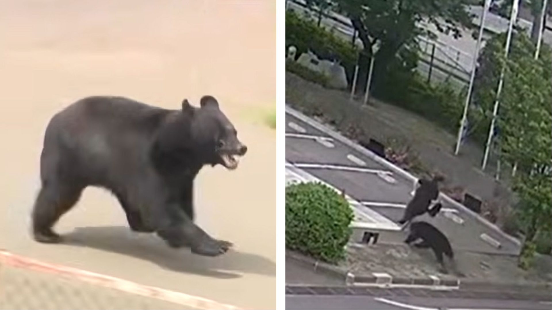 urso ataca pessoas no Japão