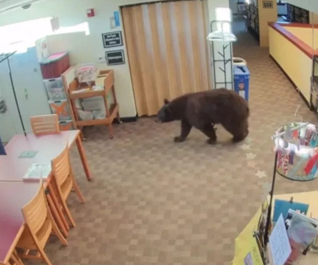 urso em biblioteca na Califórnia