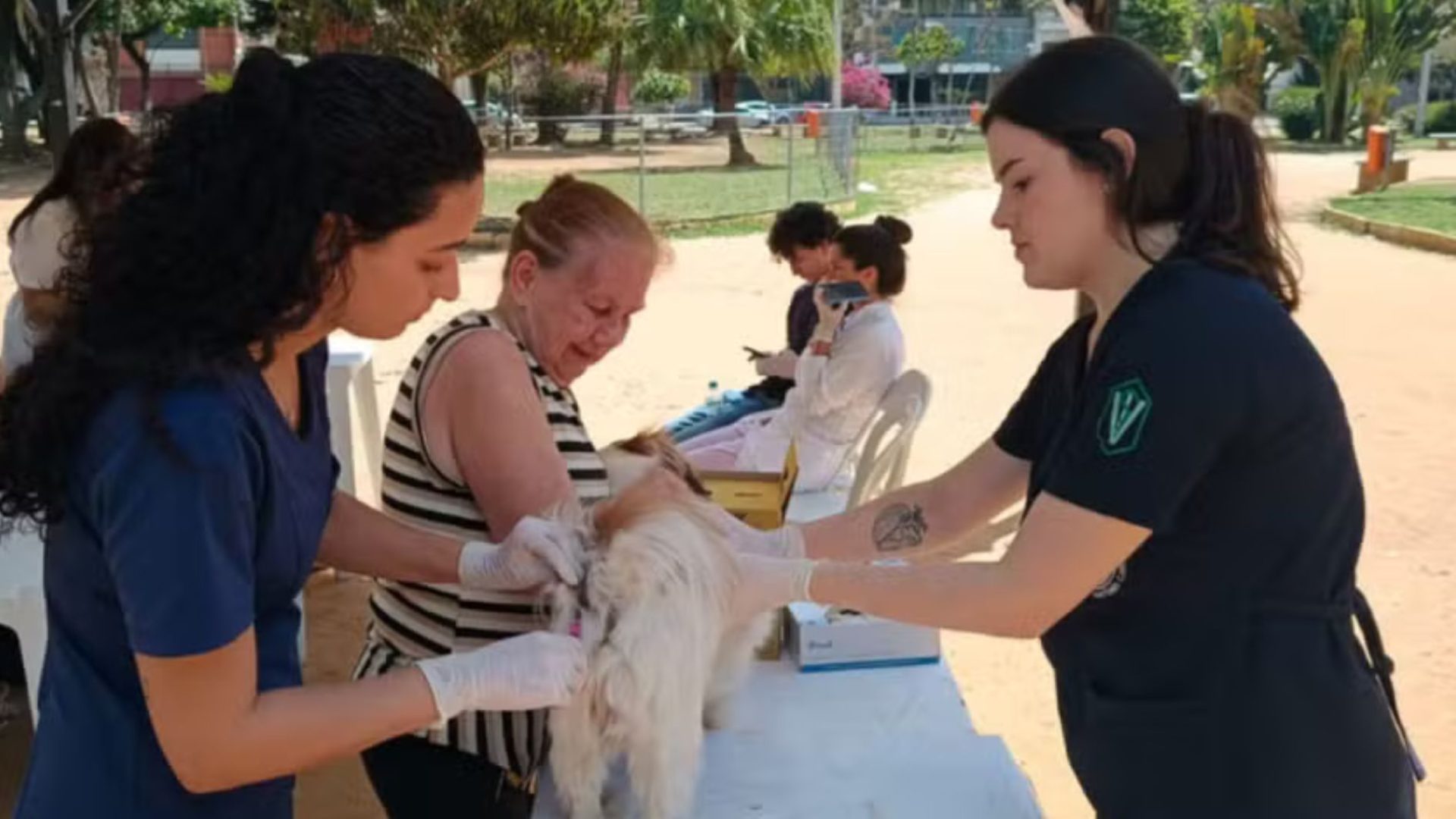 vacinação antirrábica em Juiz de Fora